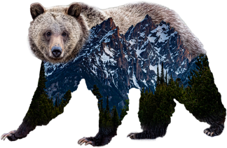 grizzly bear 1063 in grand teton sticker