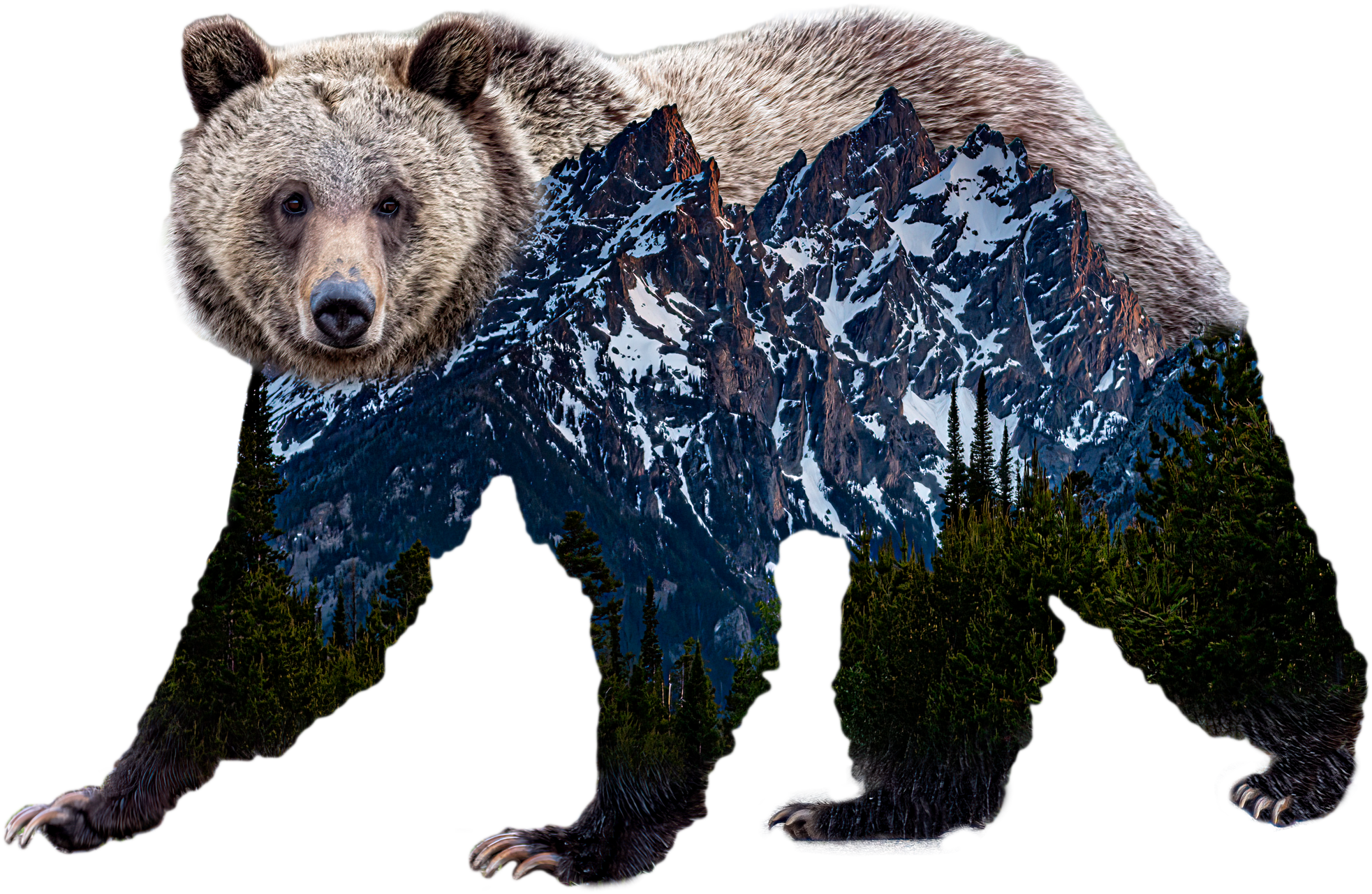 grizzly bear 1063 in grand teton sticker