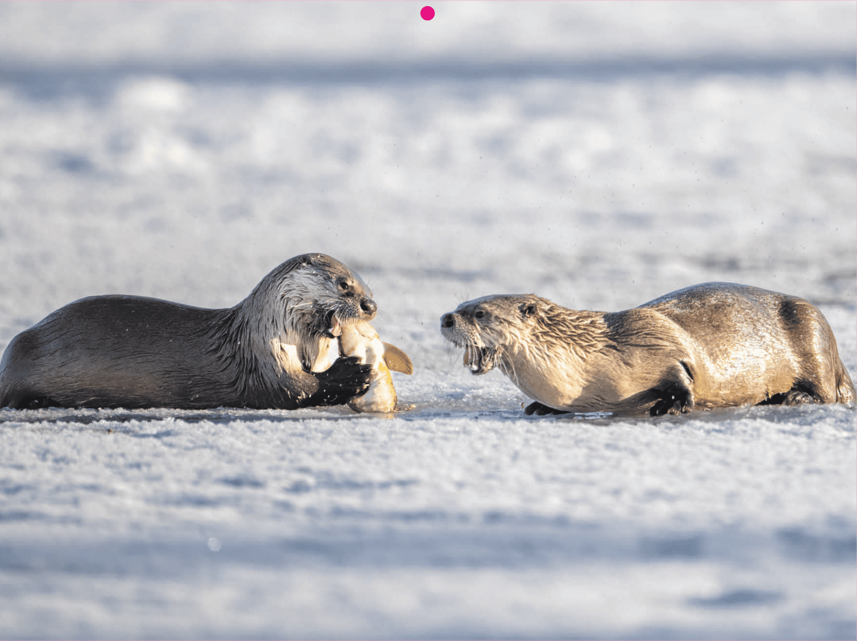 2026 Grand Teton National Park Calendar