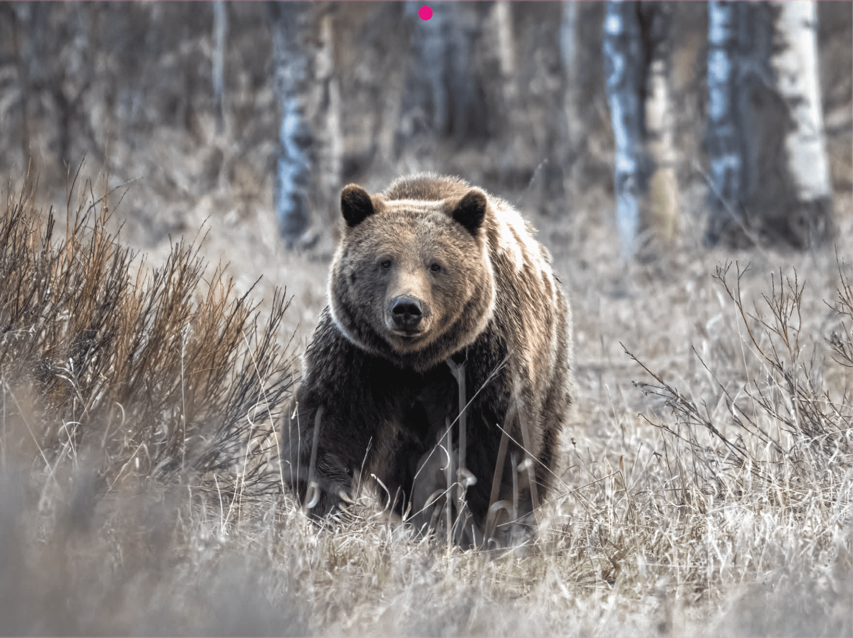 2026 Grand Teton National Park Calendar