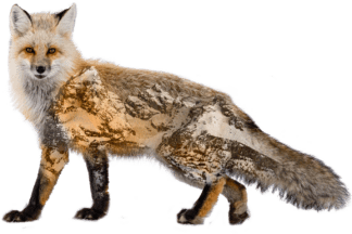 Fox Grand Teton National Park Sticker Magnet