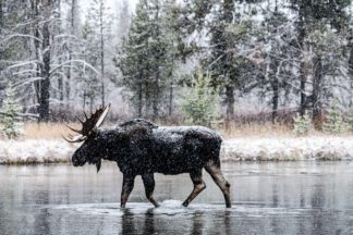 bull moose in snow storm