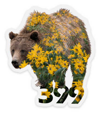 Grizzly Bear 399 in Grand Teton National Park Sticker