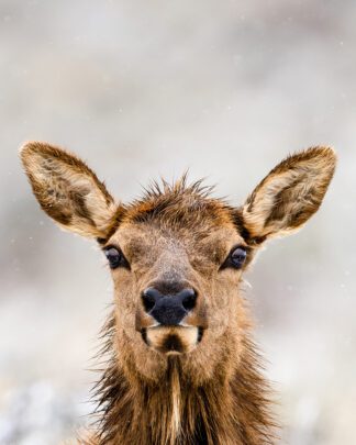 Cow Elk Close Up