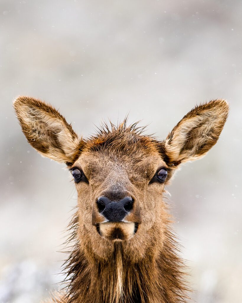 Cow Elk Close Up