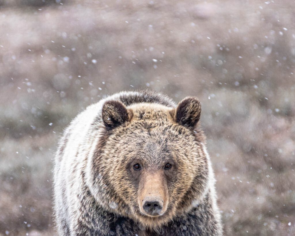 Grizzly Bear Fritter