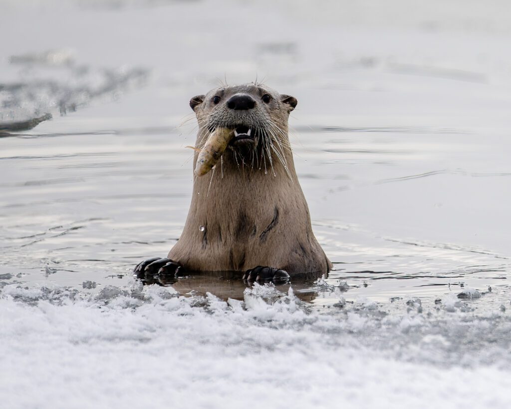 Otter eating Fish in Grand Teton