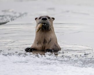Otter eating Fish in Grand Teton