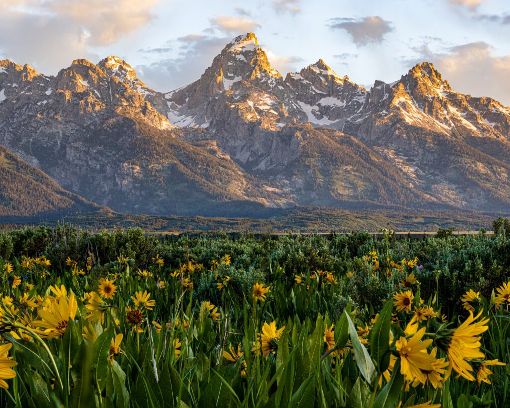 Wildflowers in Grand Teton National Park