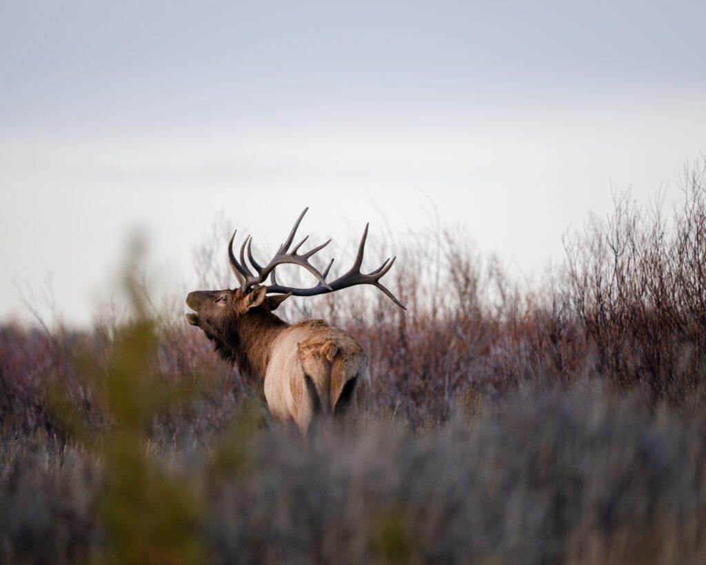 Bull Elk in Willows