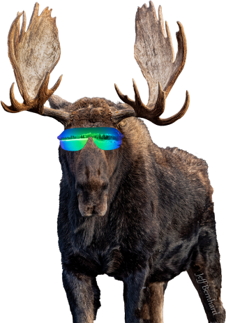 Grand Teton National Park Cool Moose Sticker