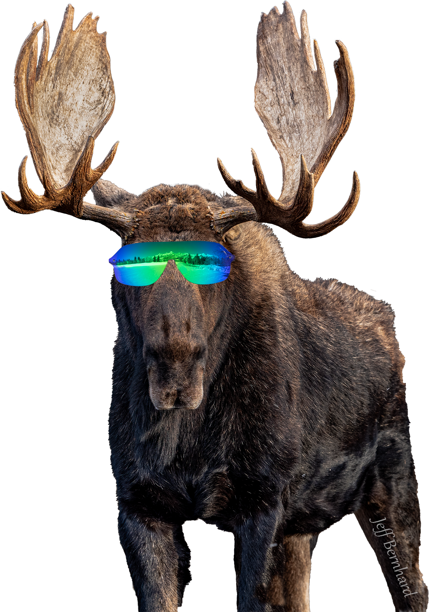 Grand Teton National Park Cool Moose Sticker