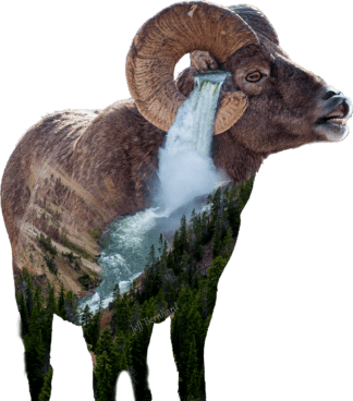 Big Horn Sheep Sticker