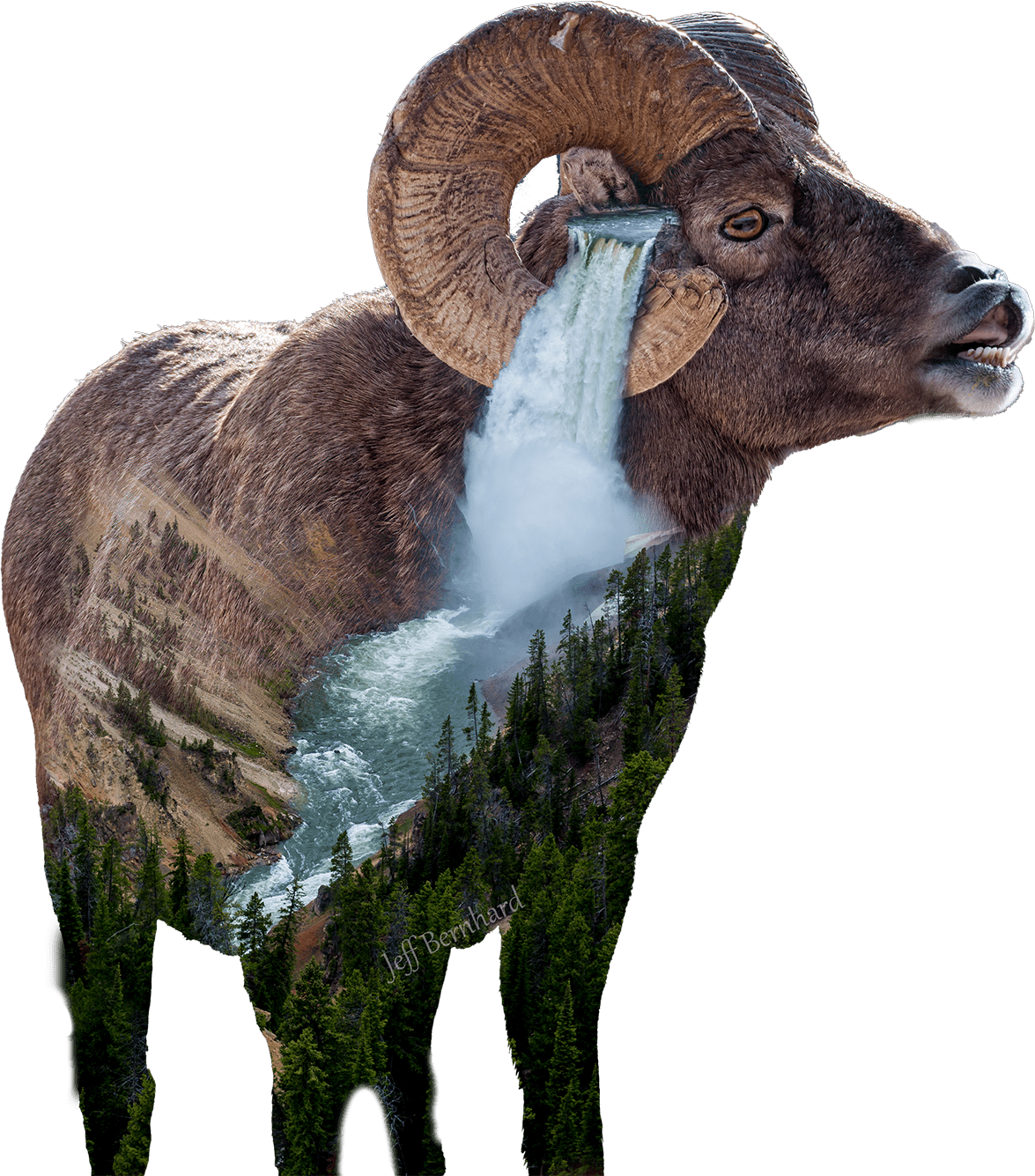Big Horn Sheep Sticker