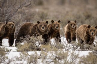 Her Majesty - Grizzly Bear 399 in Grand Teton Photograph