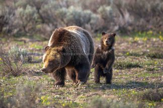 Grizzly Bear 399