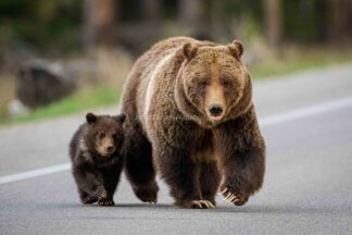 Grizzly Bear 399 2023