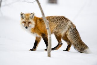 fox in grand teton photo