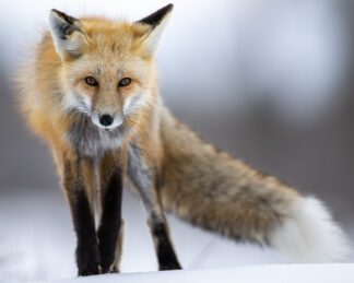 Fox in Grand Teton National Park Photograph