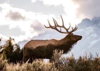 Bull Elk Gazing in Grand Teton National Park Photograph