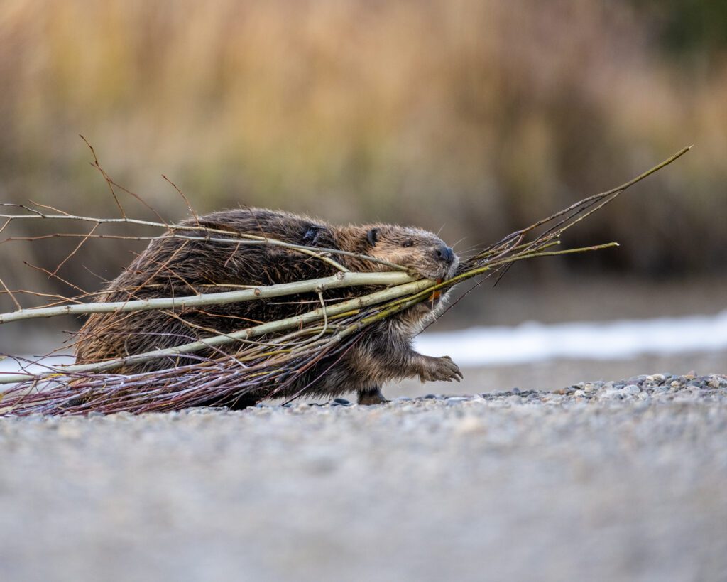 beaver in grand teton photo