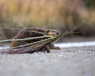 beaver in grand teton photo
