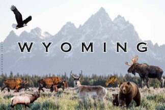 Wildlife of Wyoming Sticker