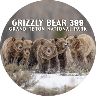 Grizzly Bear 399 Magnet – Grand Teton National Park