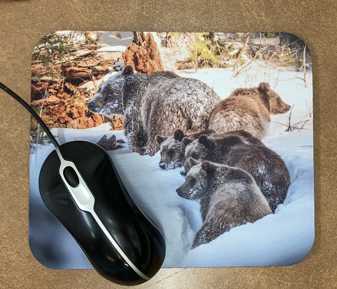 grizzly bear 399 mouse pad