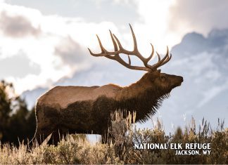 Bull Elk Postcard
