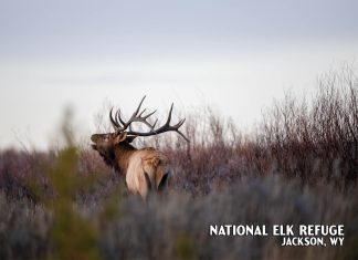 Bull Elk Postcard