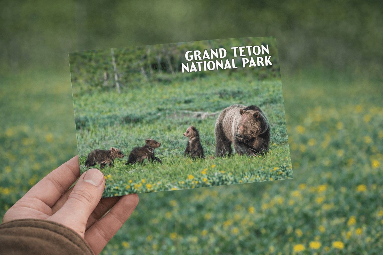 Grizzly family at Grand Teton Postcard