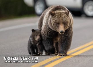 Grizzly Bear 399 Postcard