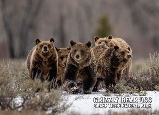 Grizzly Bear 399+4 Postcard