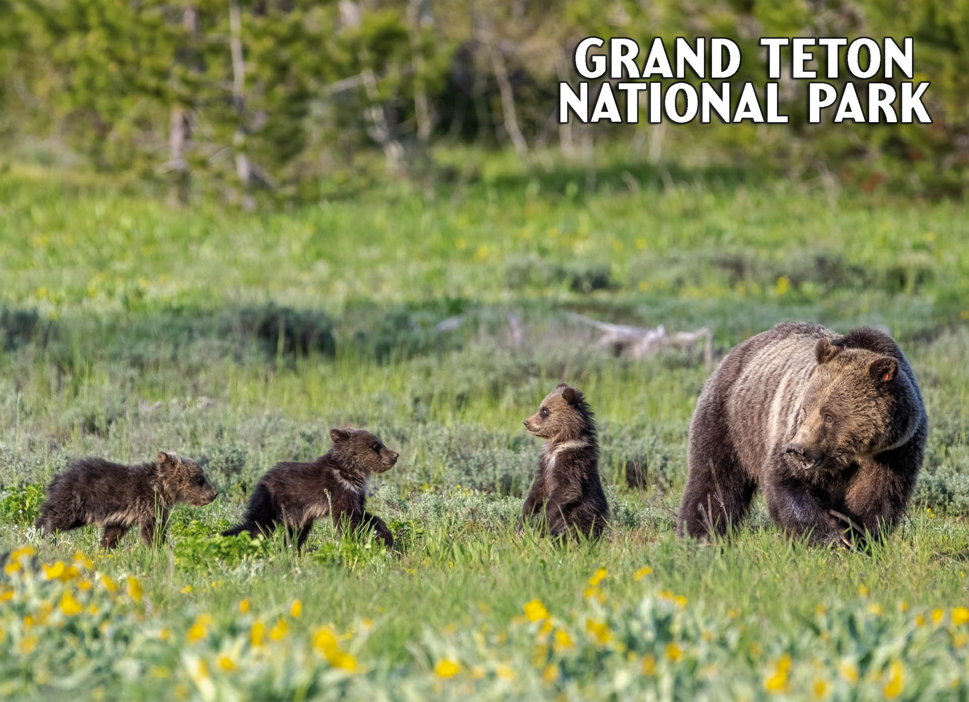 Grizzly Bear Family Postcard