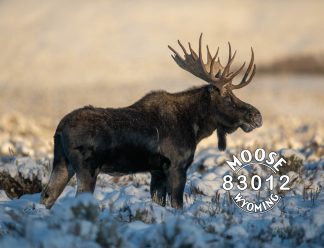 Bull Moose Postcard