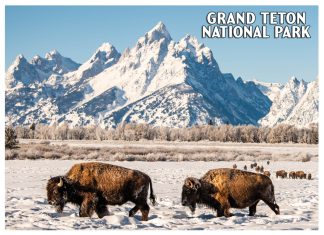Winter Bison Postcard – Grand Teton National Park Wildlife Scene
