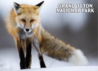 Red Fox Wildlife Postcard – Grand Teton National Park