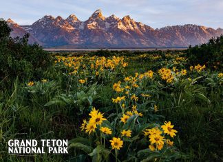 Teton Wildflowers Postcard – Grand Teton National Park Spring Wildflower Photography