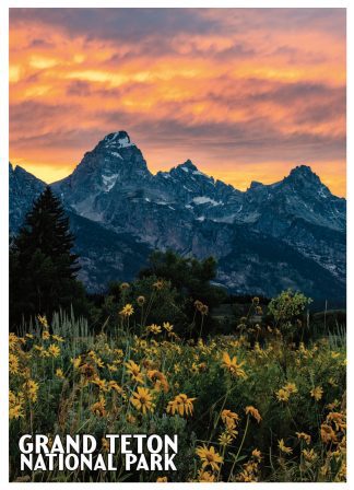 Teton Wildflowers Postcard – Grand Teton National Park Spring Wildflower Photography