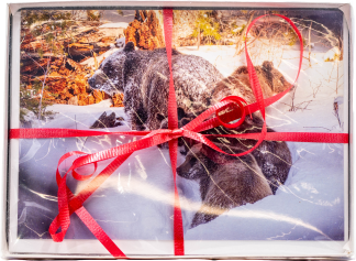 Grand Teton National Park Best Sellers Folding Cards