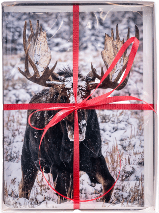 Grand Teton National Park Wildlife Folding Cards