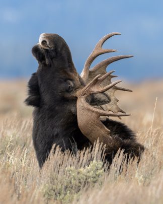 Bull moose in fall rut lifting nose to the wind in Grand Teton National Park sagebrush
