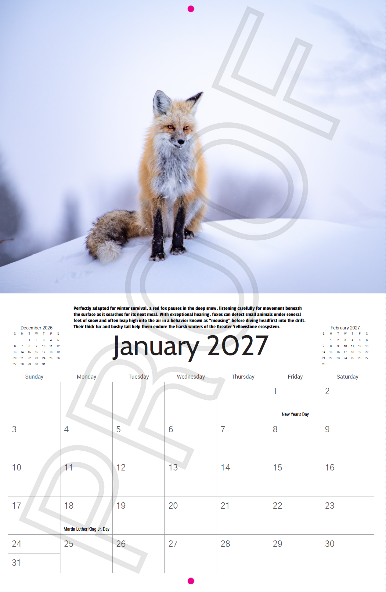 Red fox standing in deep winter snow in Grand Teton National Park featured in the 2027 Grand Teton & Yellowstone Wildlife Calendar by Jeff Bernhard Photography.