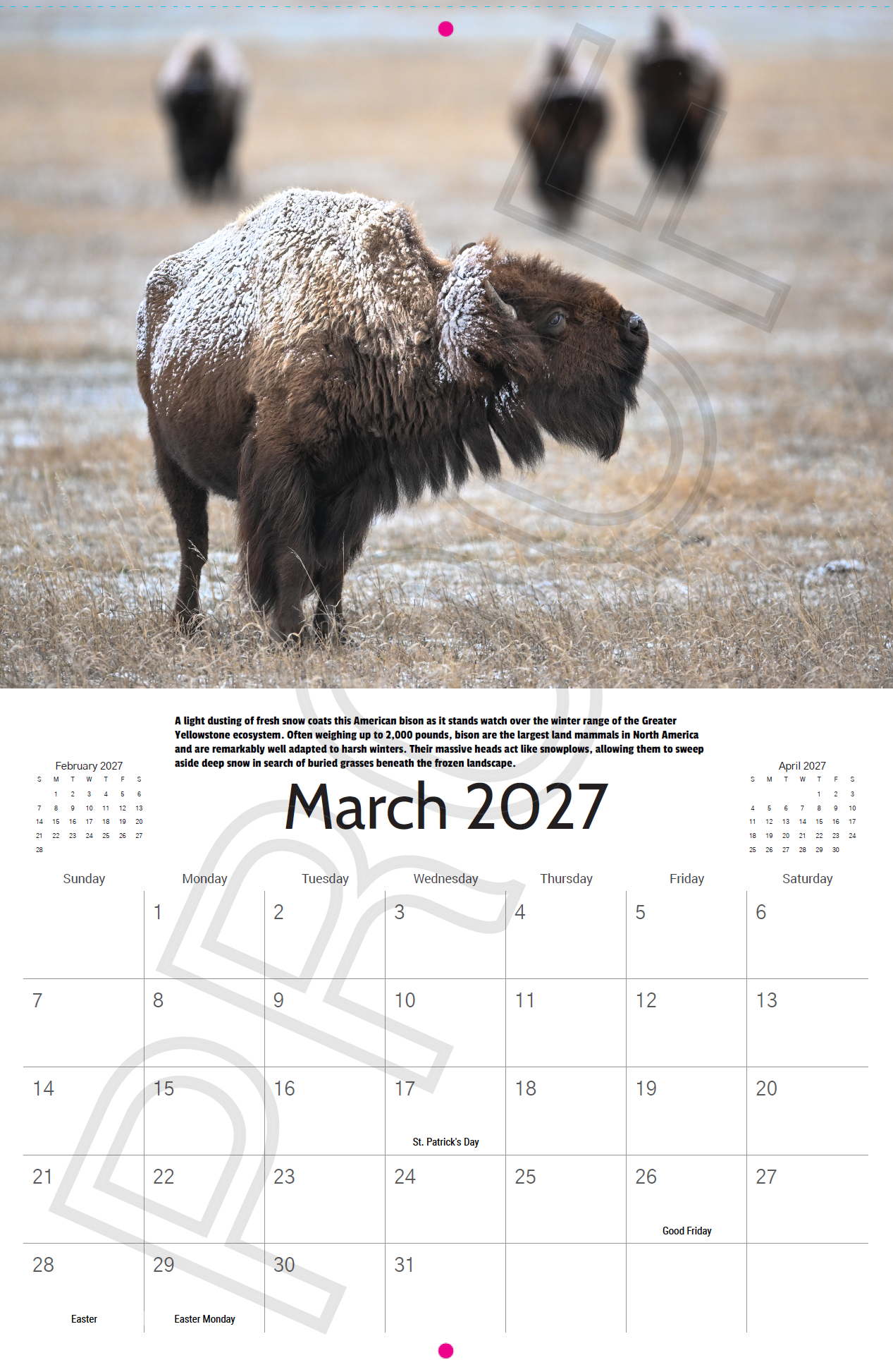 American bison dusted with snow in Yellowstone National Park featured in the 2027 Yellowstone Wildlife Photography Calendar.