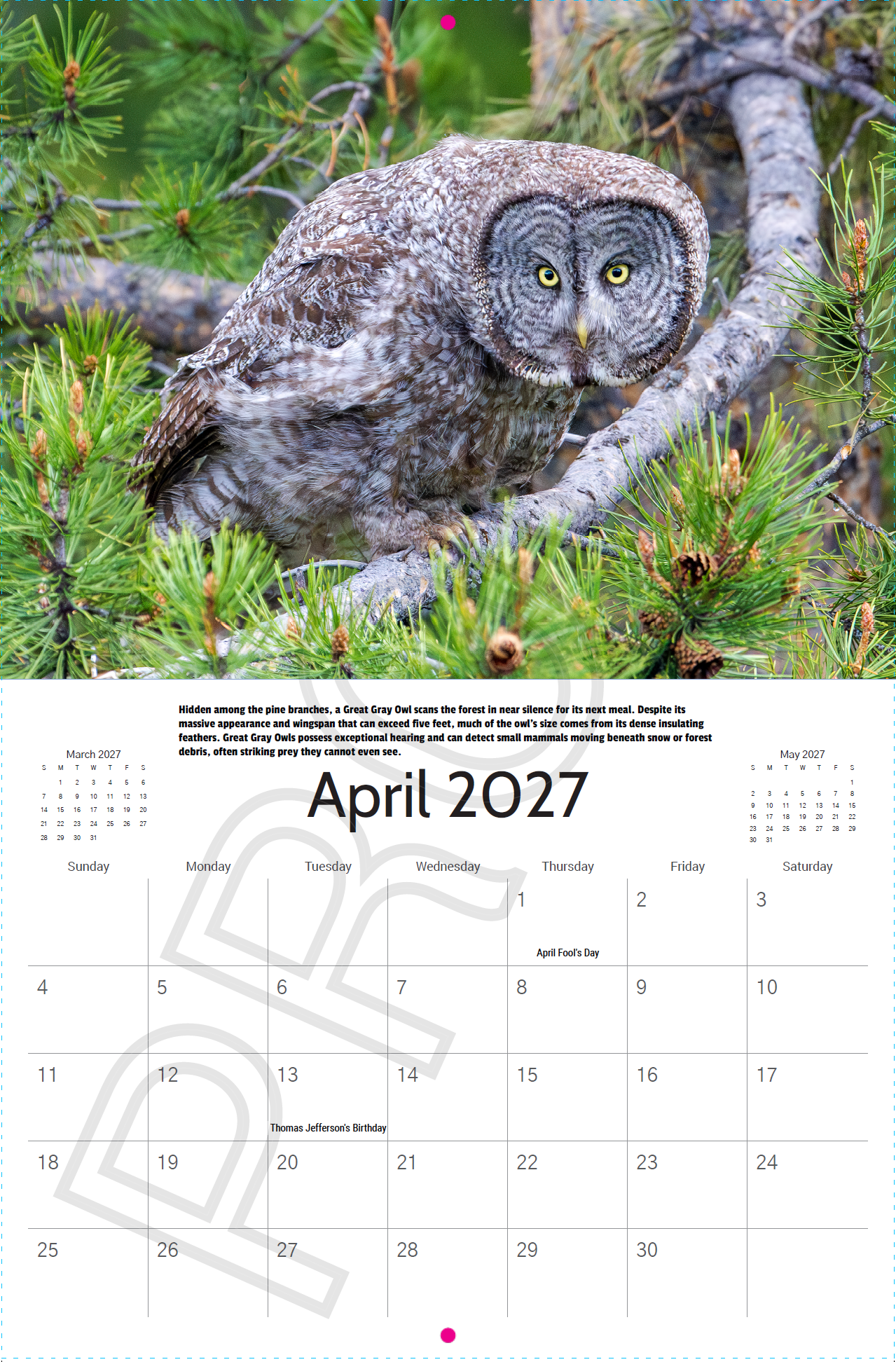 Great Gray Owl perched among pine branches in the Greater Yellowstone Ecosystem featured in the 2027 Wildlife Photography Calendar.