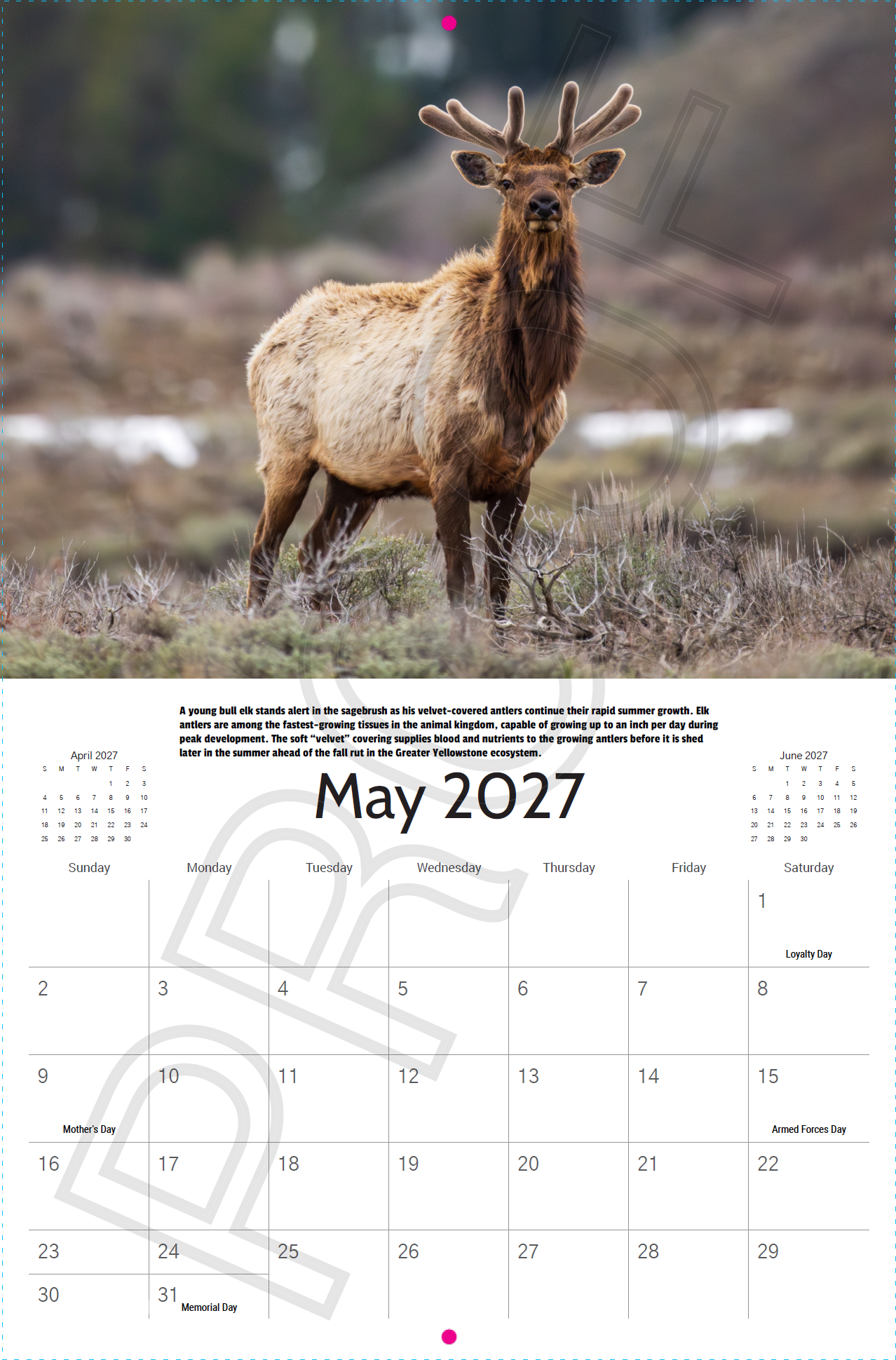 Young bull elk with velvet antlers in Grand Teton National Park featured in the 2027 Grand Teton Wildlife Calendar.