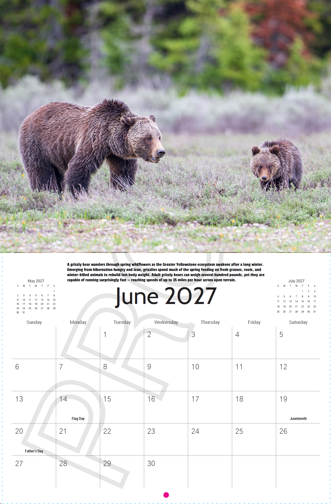 Grizzly bear foraging in spring wildflowers in Yellowstone National Park featured in the 2027 Yellowstone Wildlife Photography Calendar.