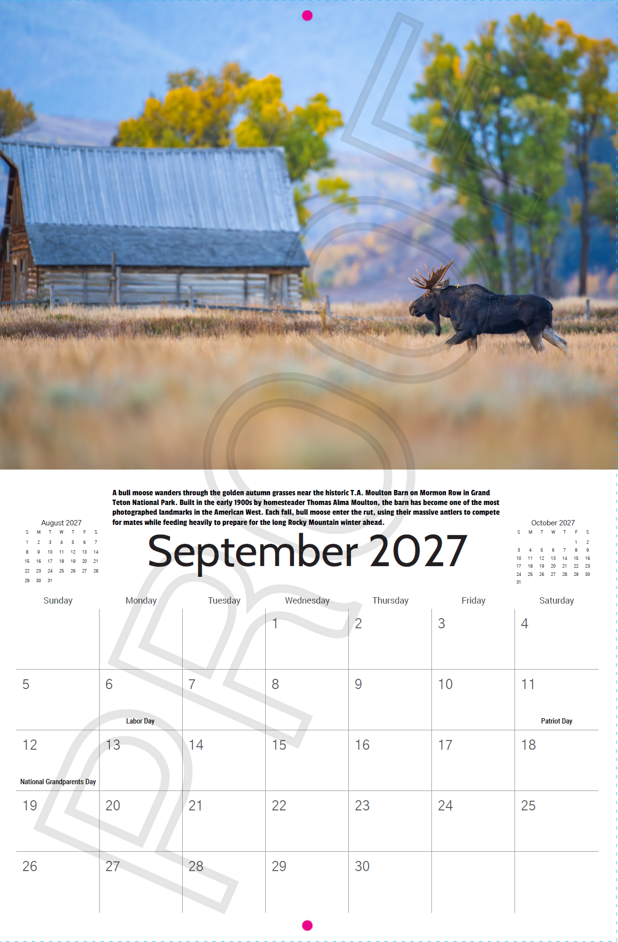 Bull moose walking near the historic Moulton Barn on Mormon Row in Grand Teton National Park featured in the 2027 Wyoming Calendar.