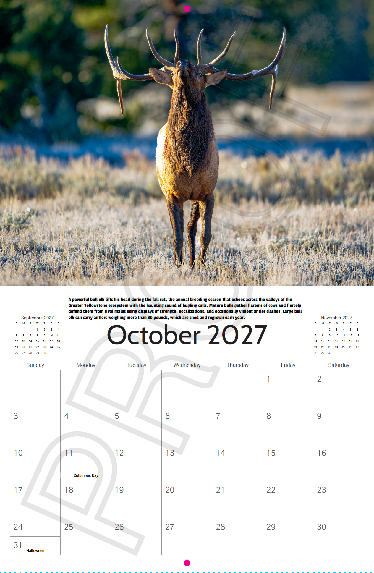 Bull elk during the autumn rut in Grand Teton National Park featured in the 2027 Yellowstone and Grand Teton Wildlife Calendar.